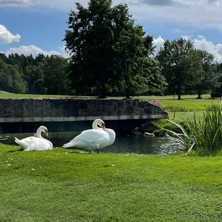 Der Golfclub Schwanhof mit seiner idyllischen Anlage