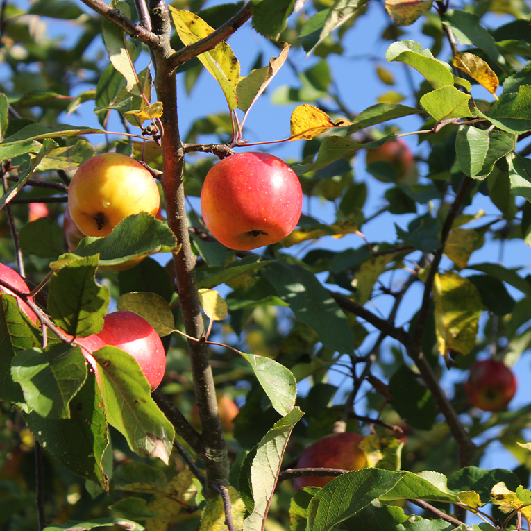 Zum Gelände gehört eine kleine Streuobstwiese, auf der verschiedenste alte Apfelsorten, Birnen und Pflaumen wachsen. Im Herbst wird hier frischer Apfelsaft gepresst.