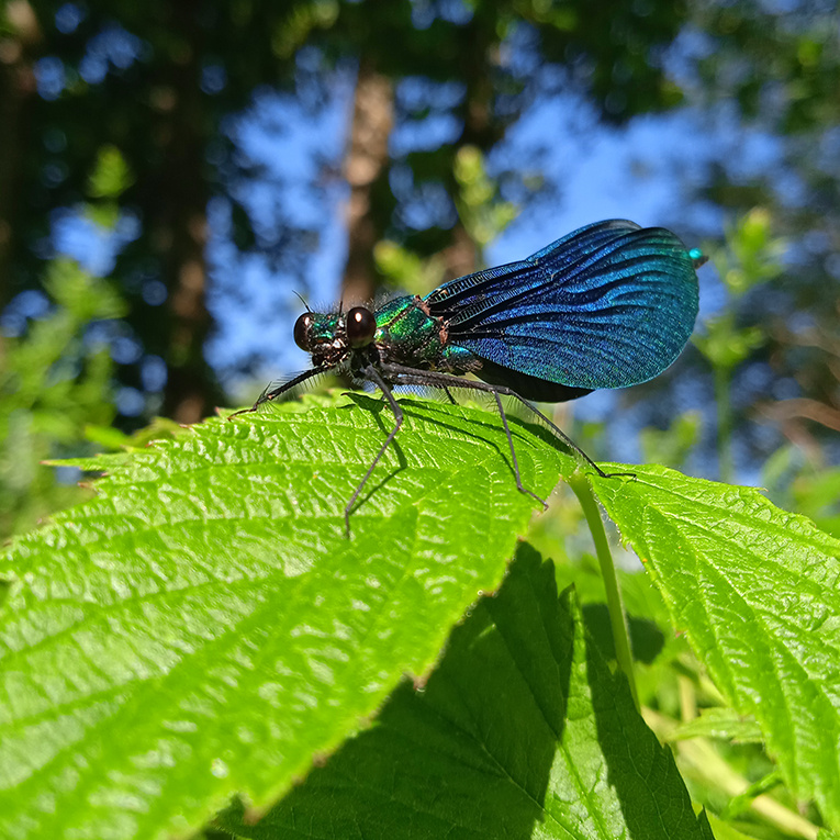 Bunt, schillernd, lebhaft – das Gelände der Ökostation bietet auf seiner Fläche verschiedenste Lebensräume für eine vielfältige Flora und Fauna