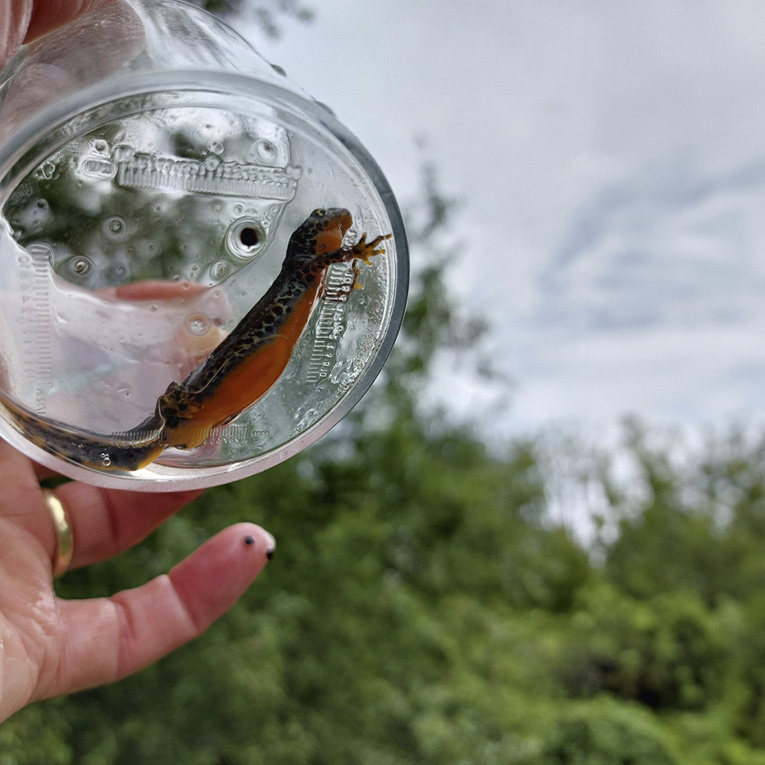 Natur hautnah: ein Teichmolch in der Becherlupe.