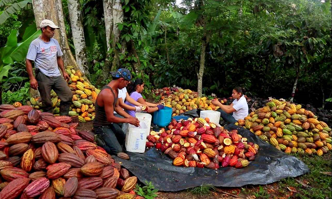 Gemeinschaftsarbeit: Rund 450 Kleinbauern prägen den O'Payo-Kakao aus Nicaragua.