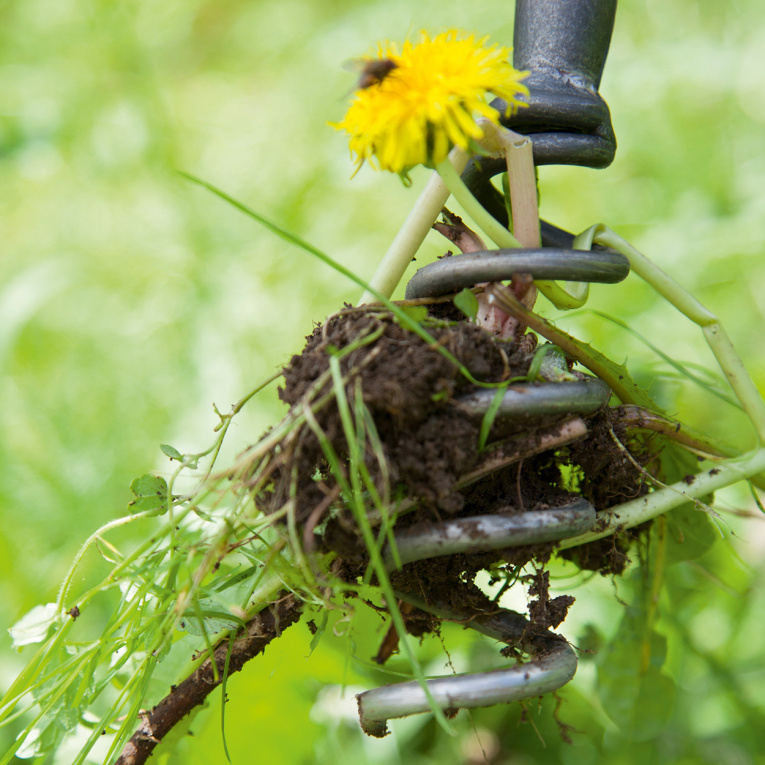 Einzigartig – der Distel- oder Löwenzahnzieher geht unliebsamen Pflanzen samt Wurzel an den Kragen!