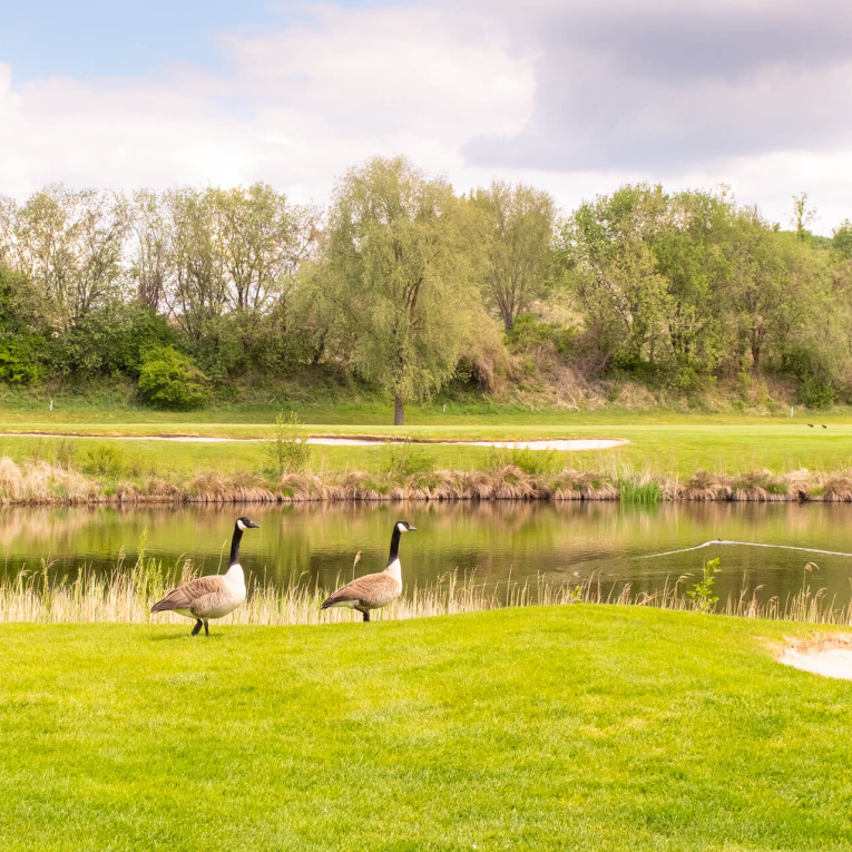Tiere fühlen sich im Golfpark Aschheim besonders wohl.
