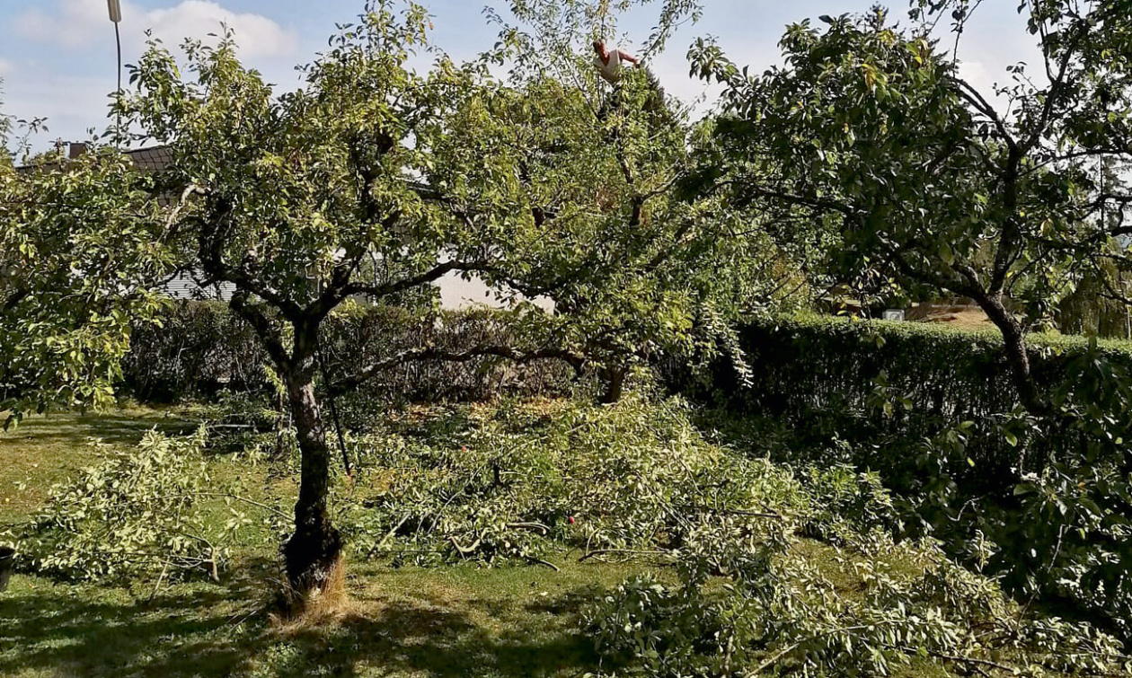 Die Kronen von Obstbäumen sollten denen der Früchte ähneln.