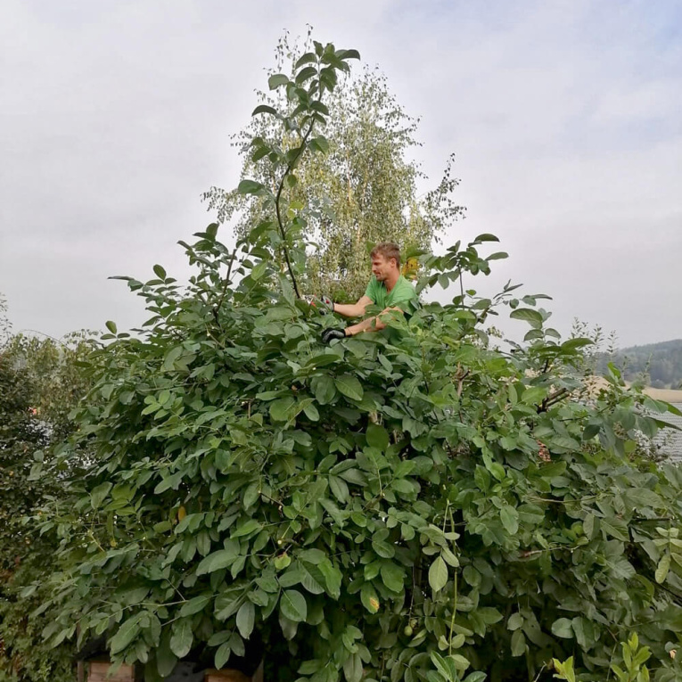 Das Team des MASCHINENRING in Neustadt & Weiden ist gezielt für den Obstbaumschnitt geschult und hat jahrelange Erfahrung.