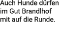 Auch Hunde d rfen im Gut Brandlhof mit auf die Runde.
